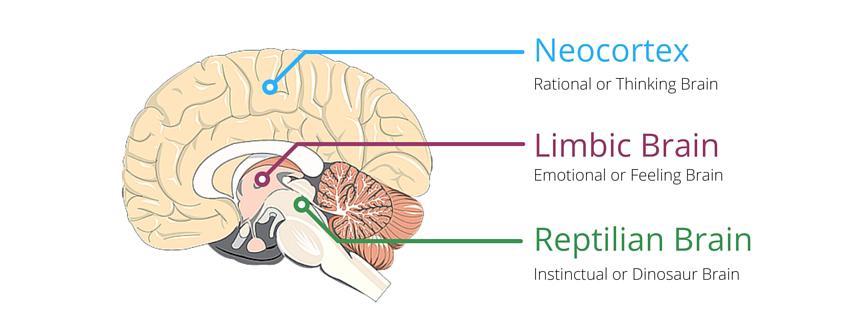 Fake brain 3 Diagram